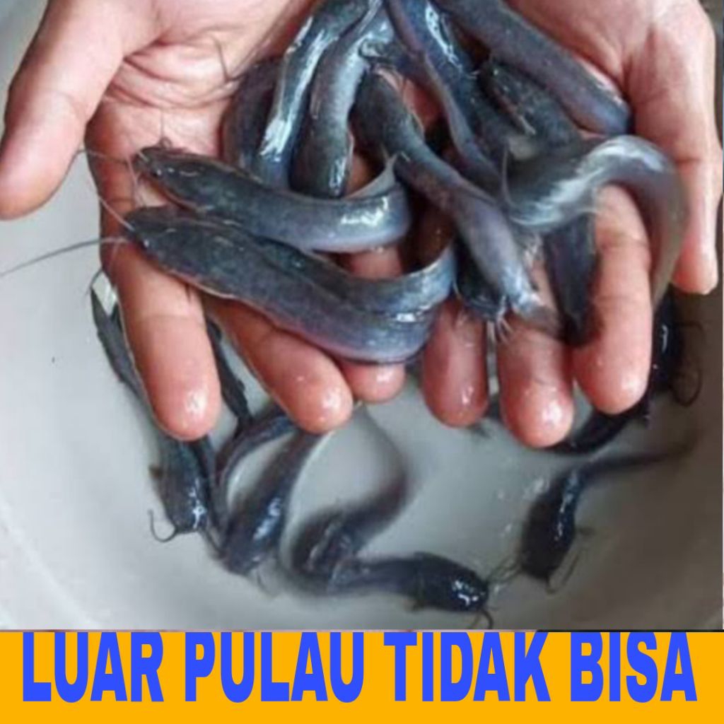 benih/ bibit lele mutiara 50 pcs