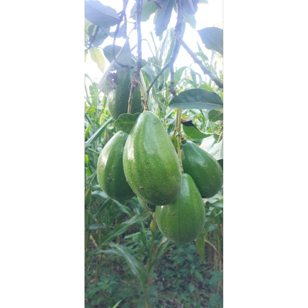 Buah Alpukat Aligator 1kg isi 1-3