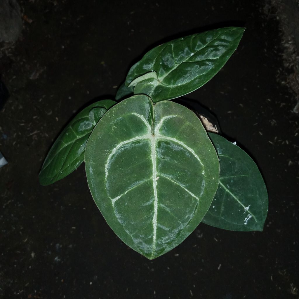 Bibit anthurium hoffmanii