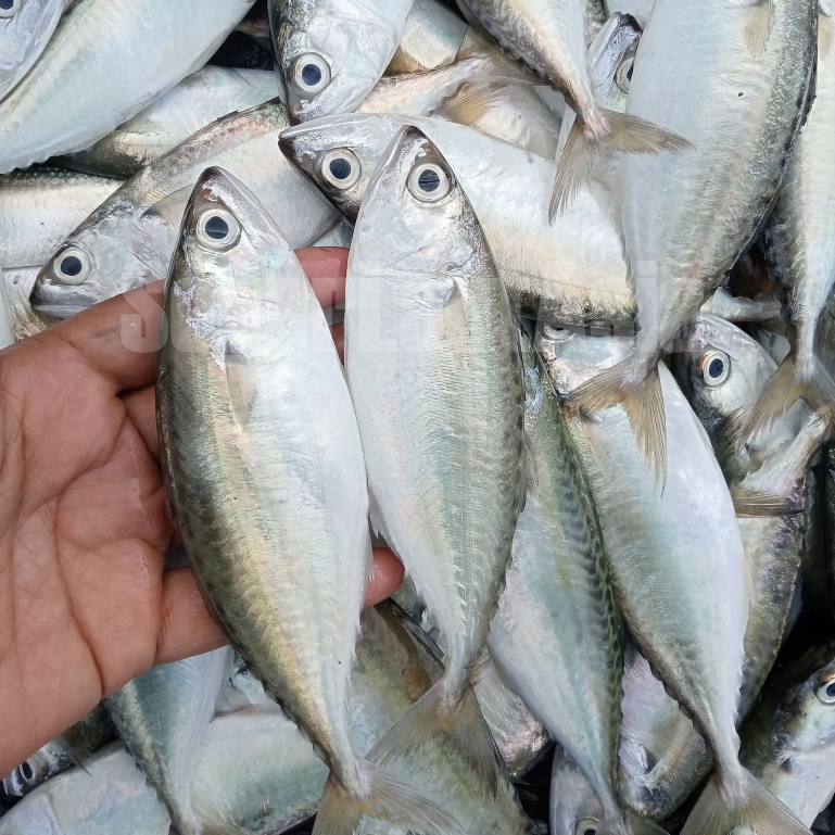 Ikan Kembung 1Kg / Ikan Kembung Segar / Ikan Kembung Gepeng / Seafood / Ikan Segar / Ikan Laut /