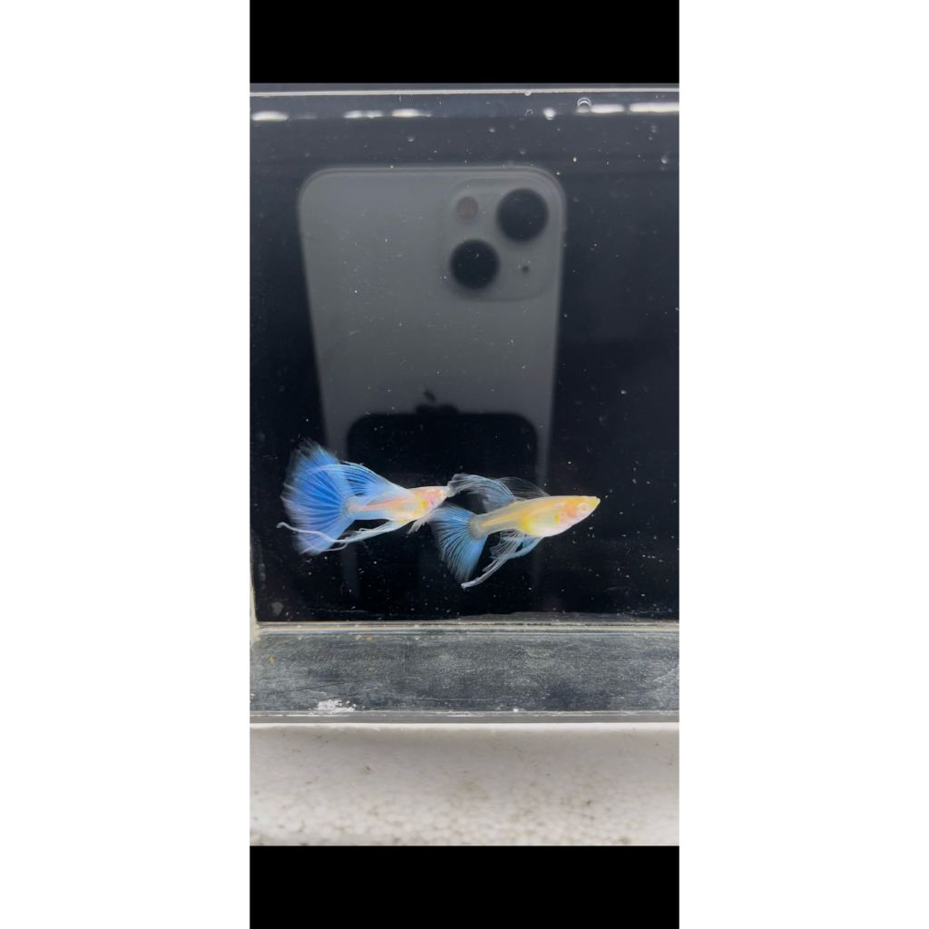 stiker guppy sky blue ribbon finc