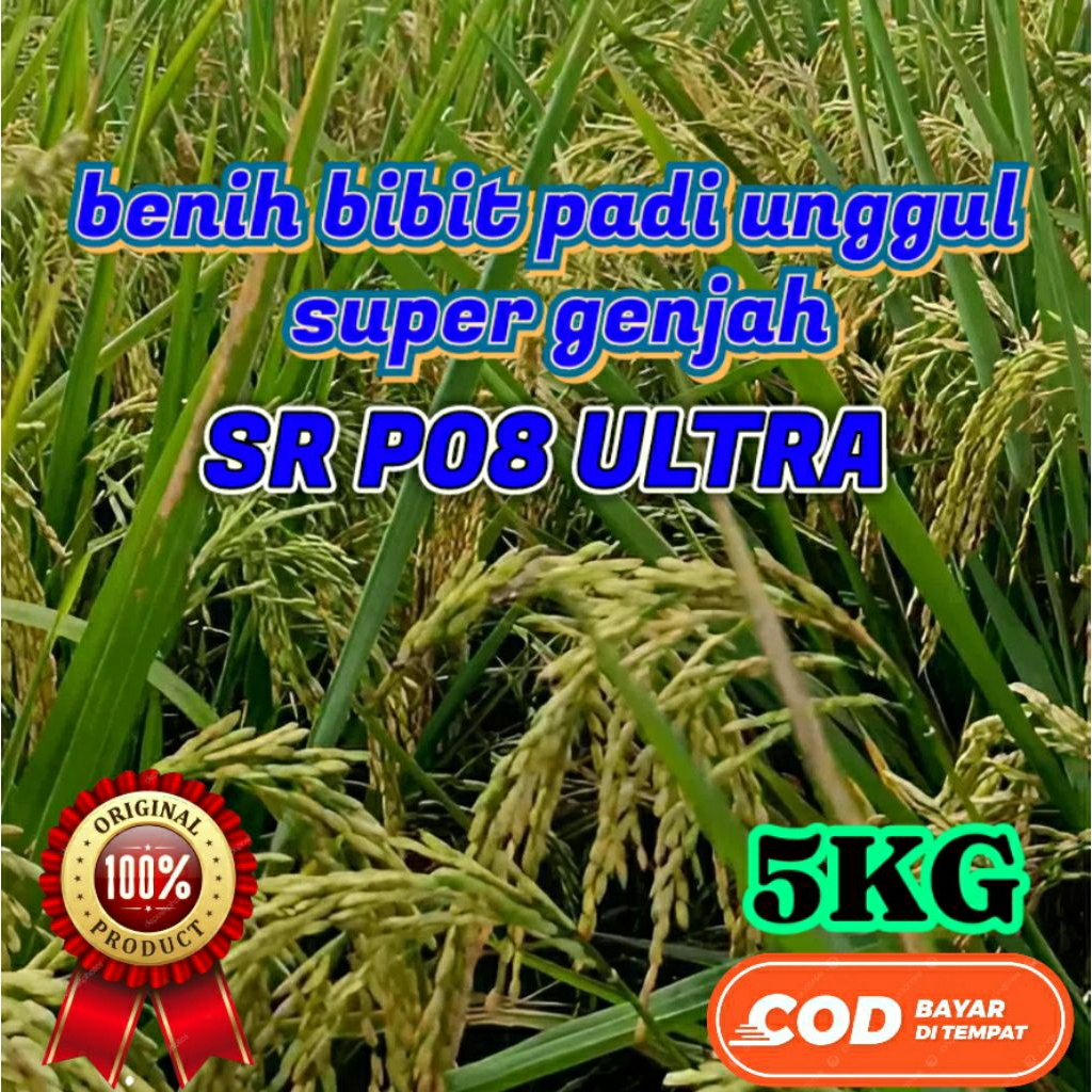 BENIH BIBIT PADI SUPER GENJAH (SR P08 ULTRA) KEMASAN 5KG ORIGINAL