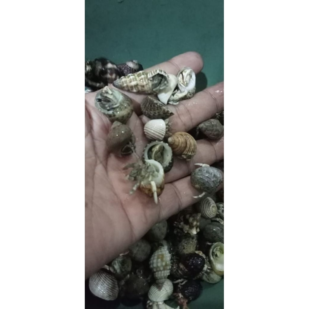 Kelomang kecil lucu per 25 pcs