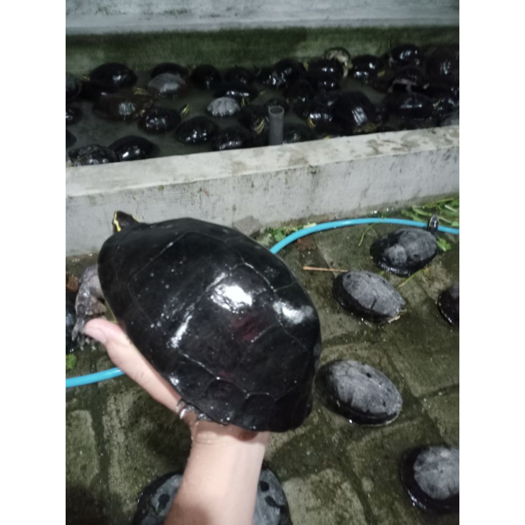 Ambon batok indukan FREE PELET BERGARANSI 1000%