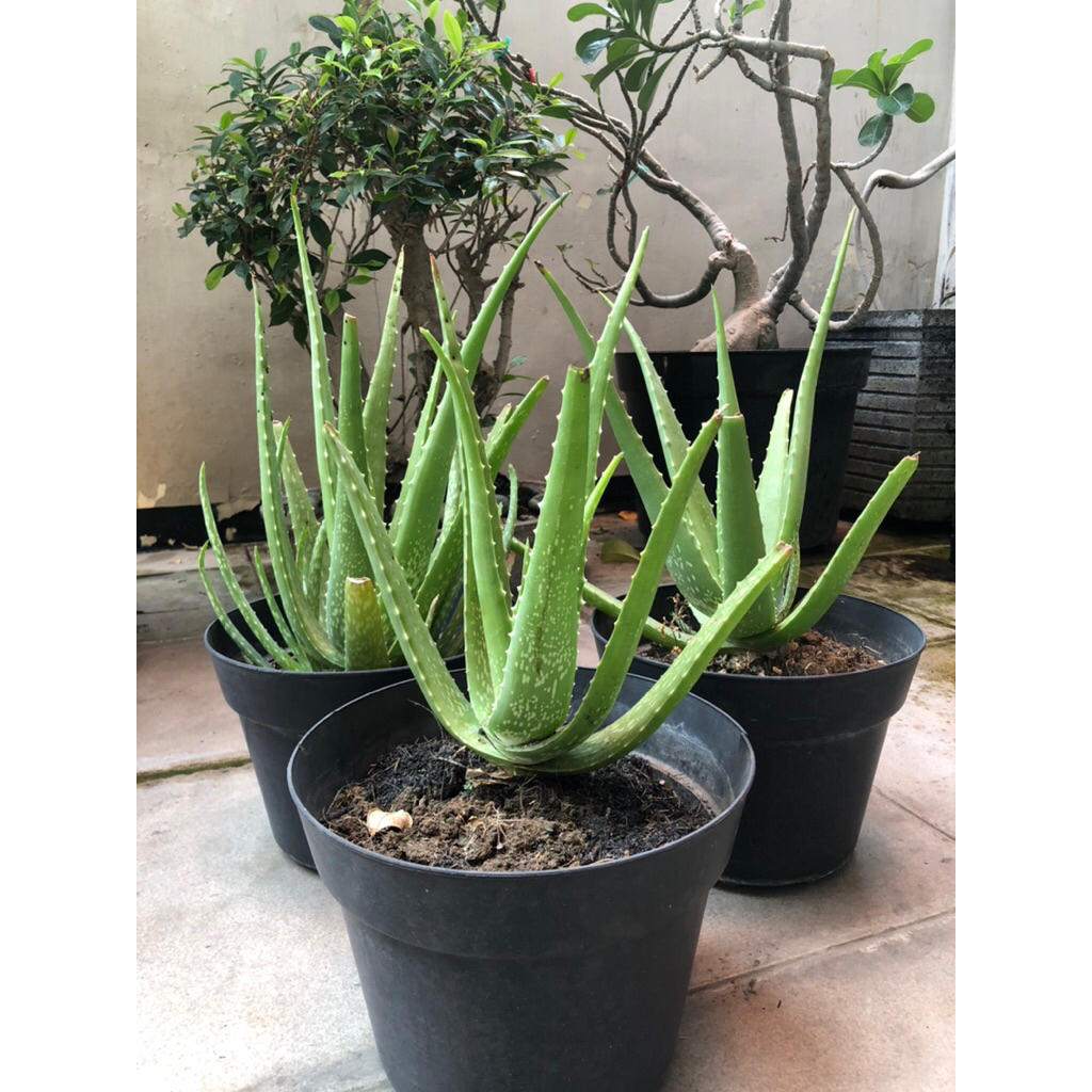 Bibit Aloevera Lidah Buaya Organik Tanaman hidup Herbal