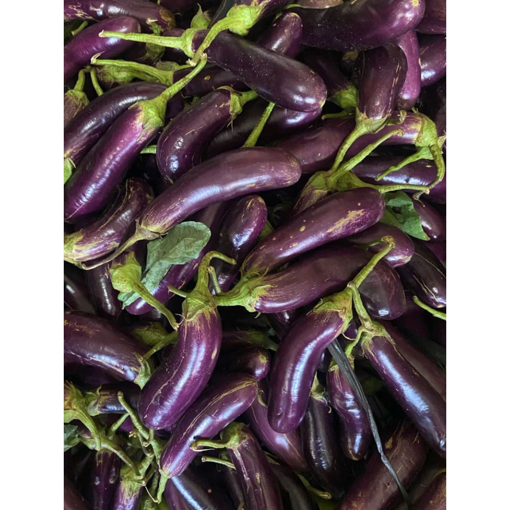 Terong ungu 1Kg