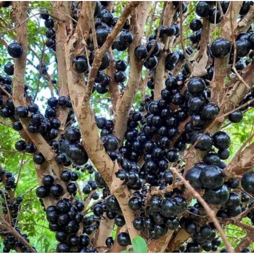 Anggur Pohon Siap Berbuah