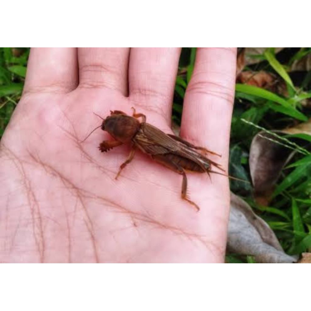 orong orong sawah atau gaang umpan mancing/20 ekor