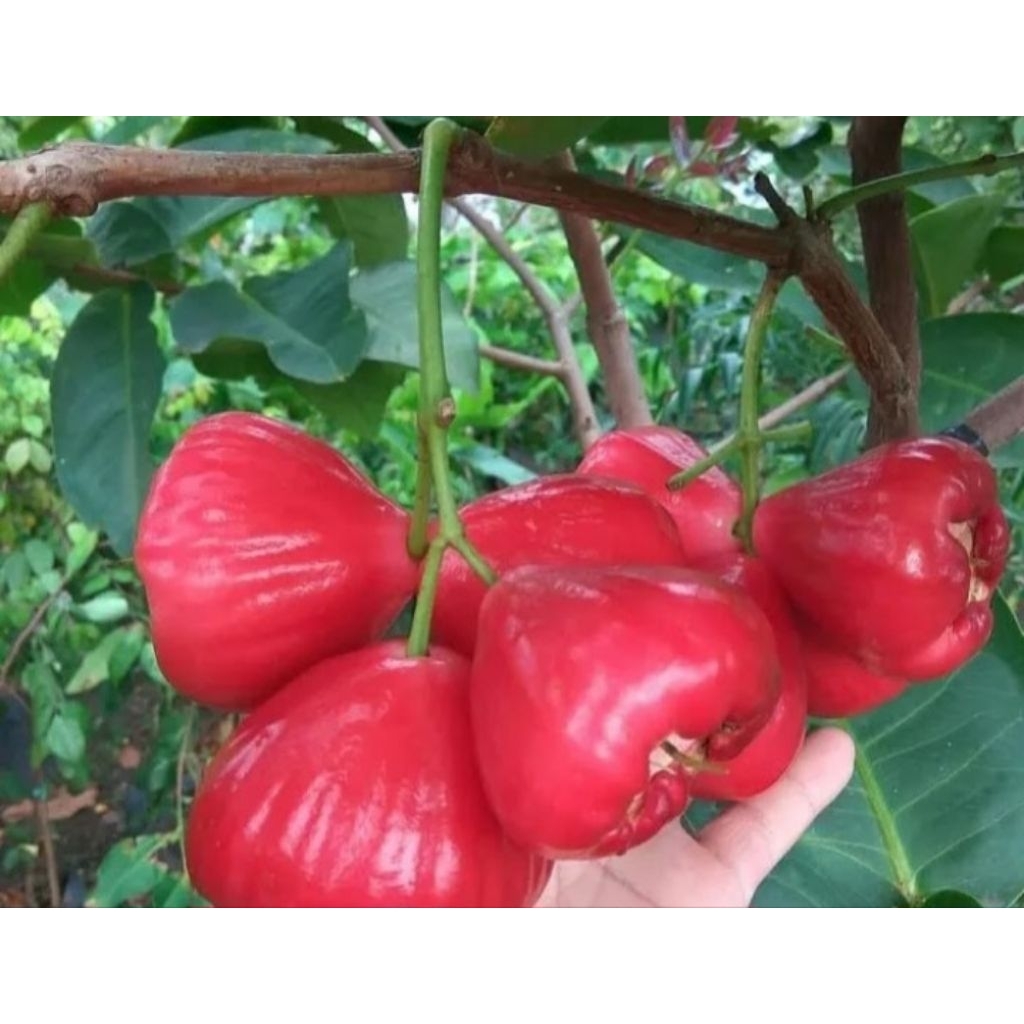 Bibit Tanaman Jambu air Red taiwan yang merah mengkilat, cepat berbuah lebat