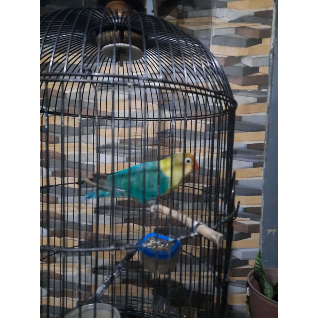 Lovebird parblue