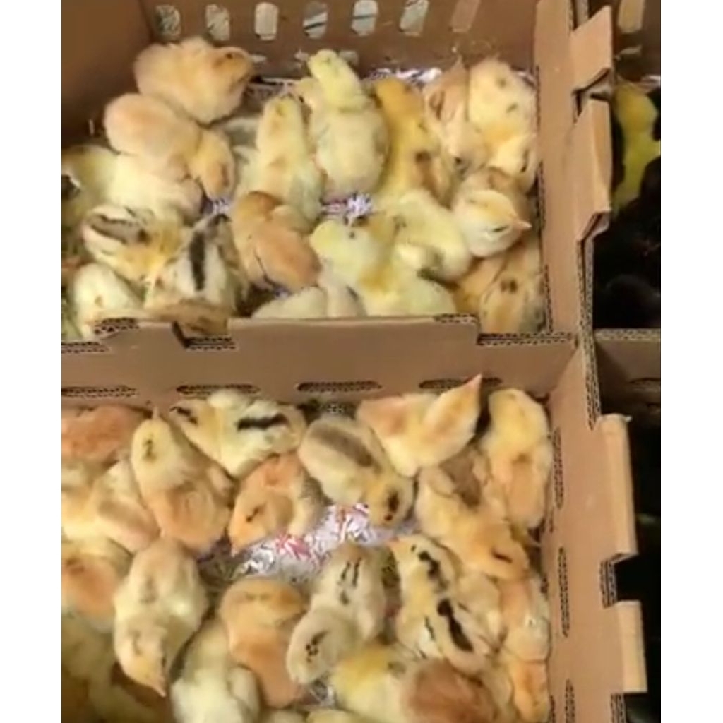 Bibit DOC Ayam Joper usia 3-4 hari