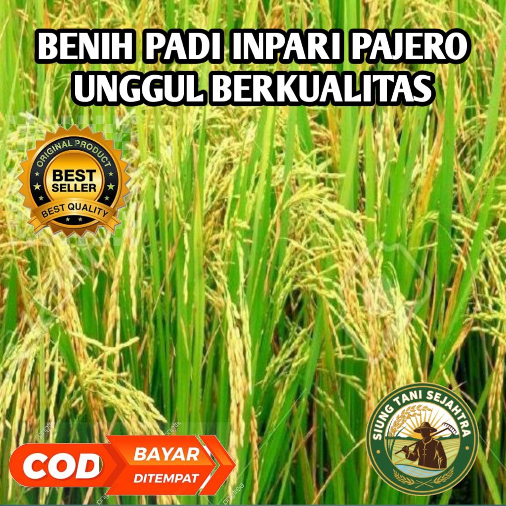 (5 KG) BENIH BIBIT PADI INPARI PAJERO UNGGUL BERKUALITAS