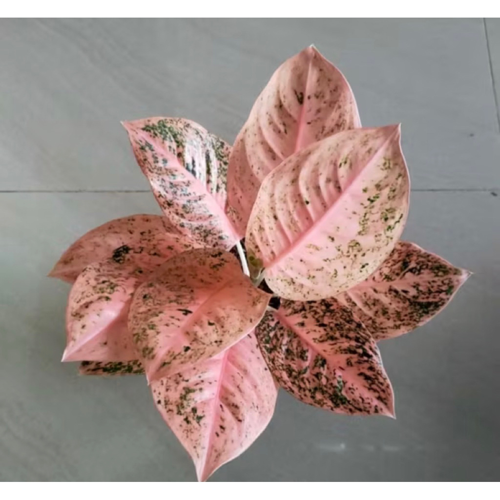 PROMO Tanaman Hias Aglonema Stardast Orange/Stardust Orange Aglonema Stardust