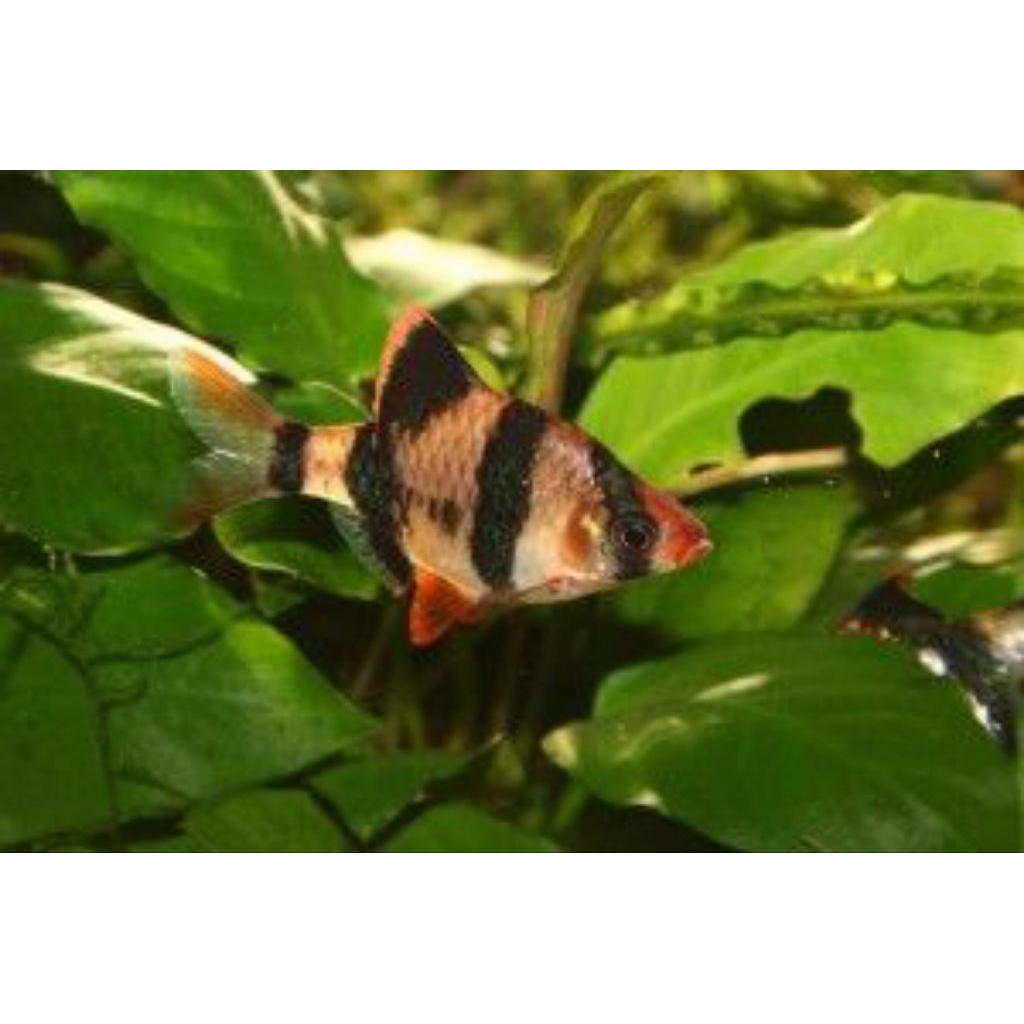 ikan sumatra tiger barb