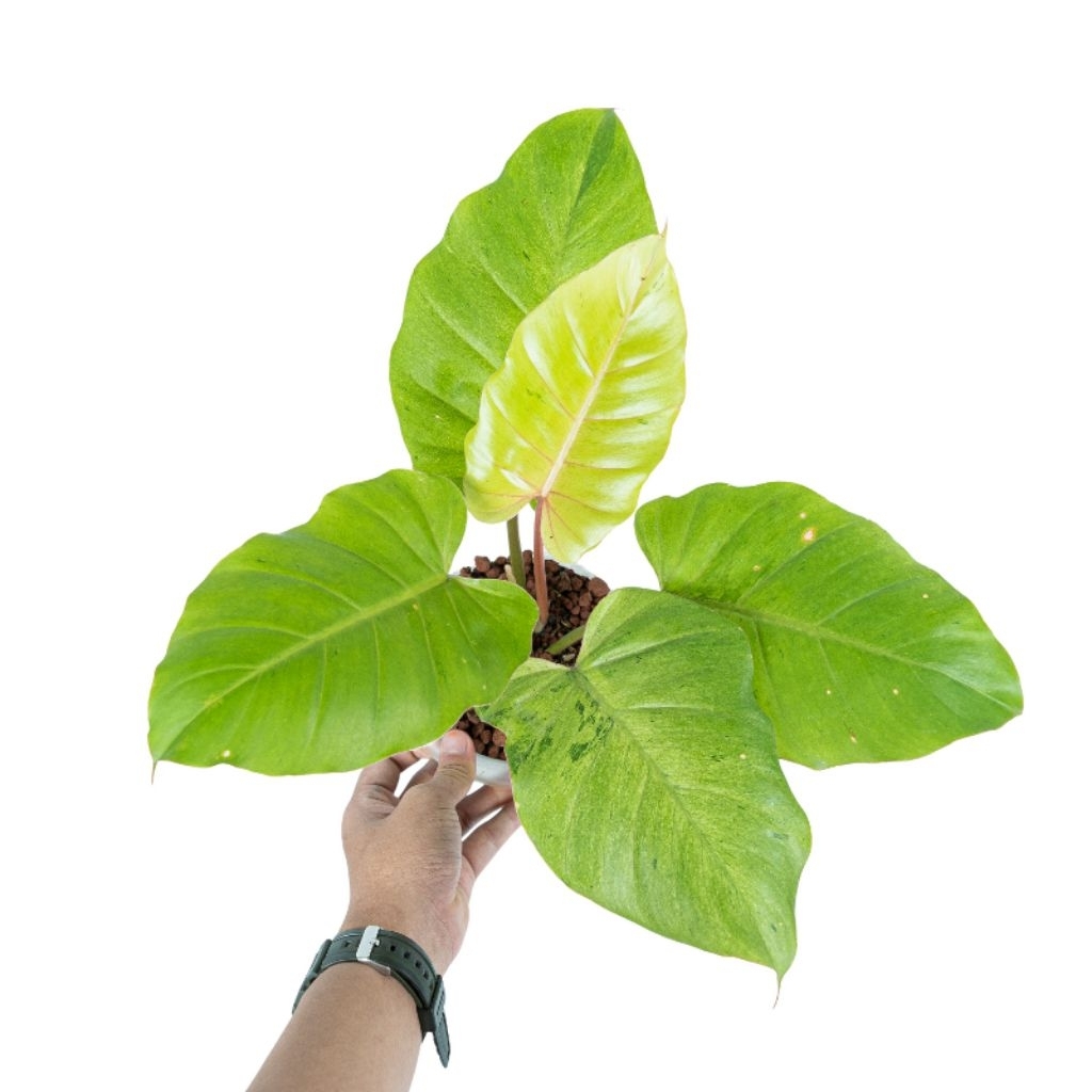 philodenron jungle fever varigated - philo jungle fever