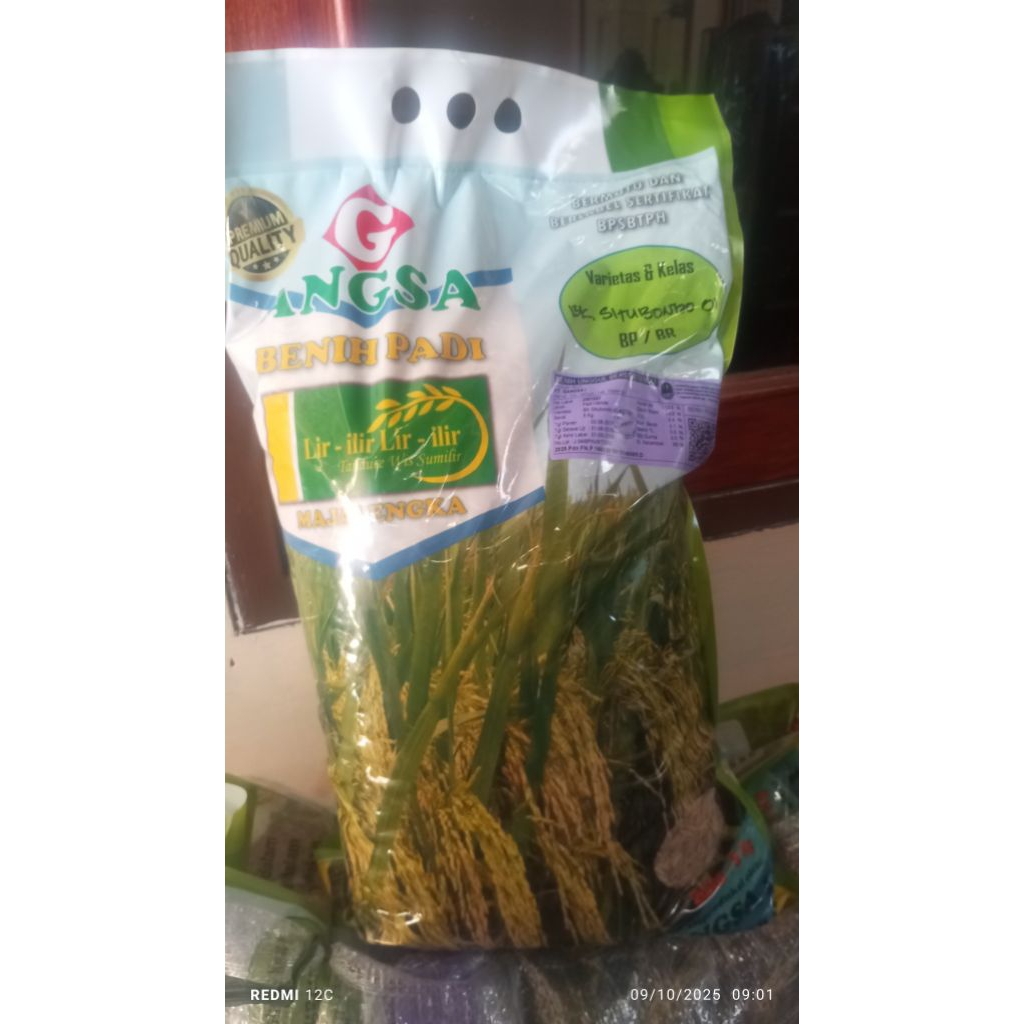 Benih padi BK Situbondo 01