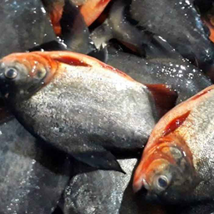 Ikan bawal ±1KG