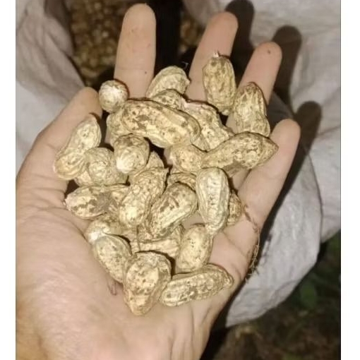 kacang tanah mentah/kacang tanah kulit mentah tua 1kg