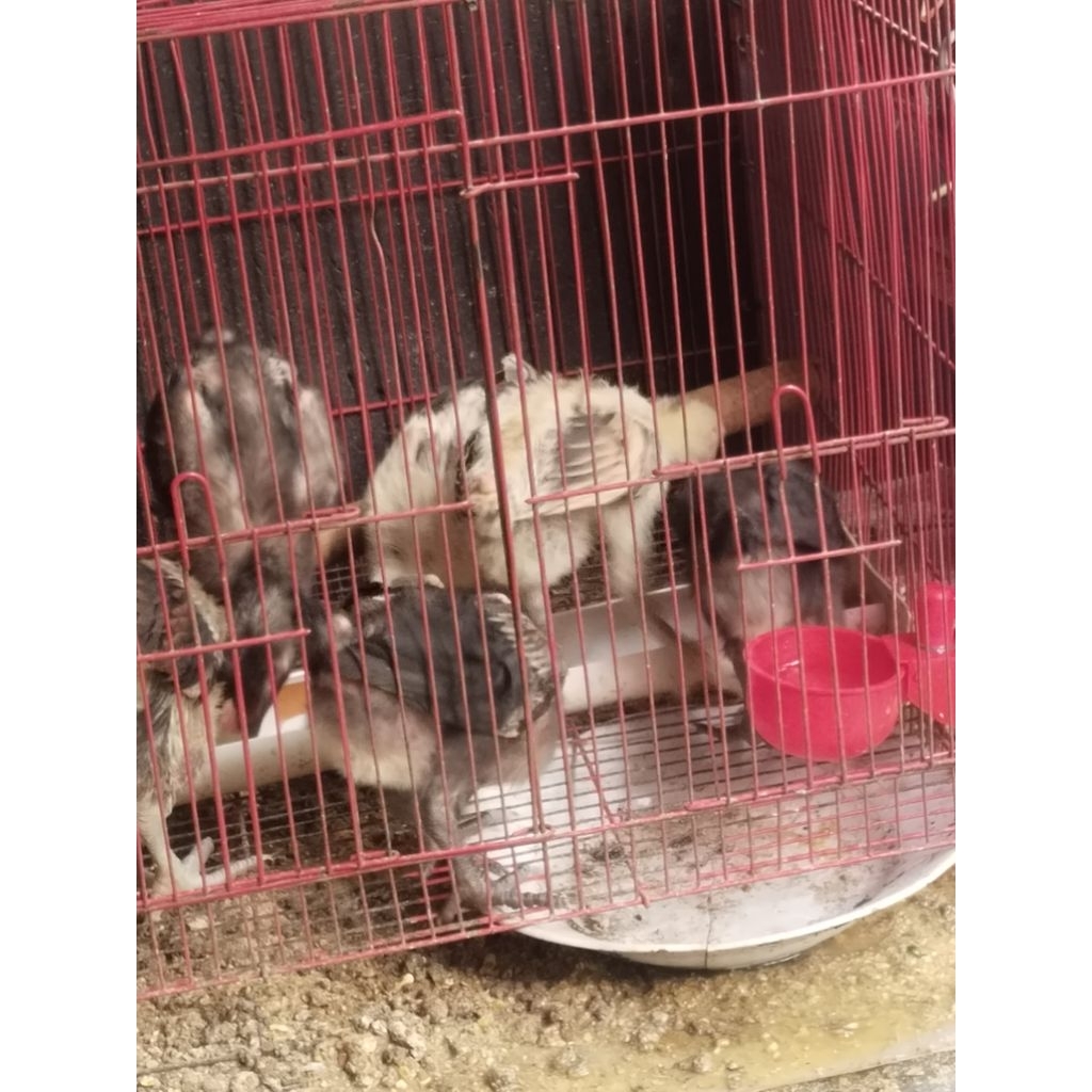 anak ayam pelung asli ayam polandia dan katenya habis