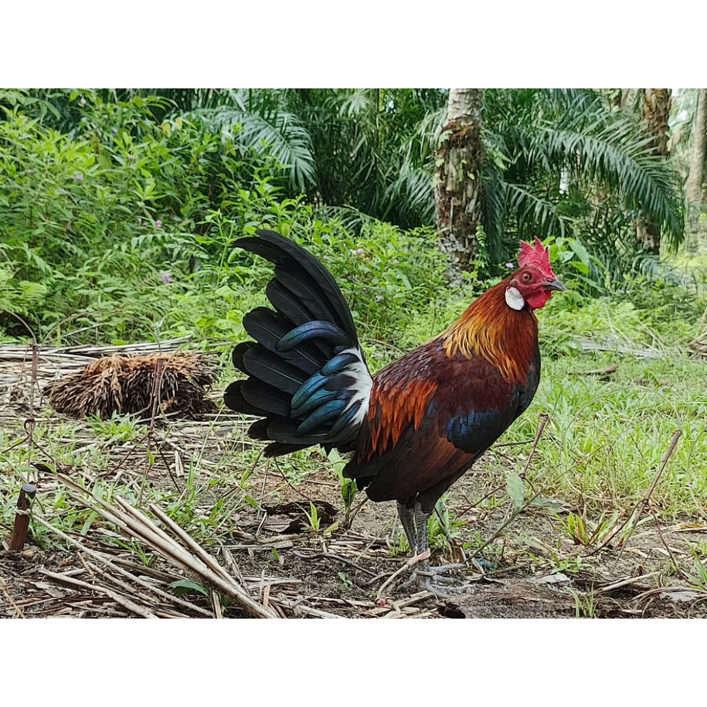 Telur Ayam Hutan Merah Sumatera F1