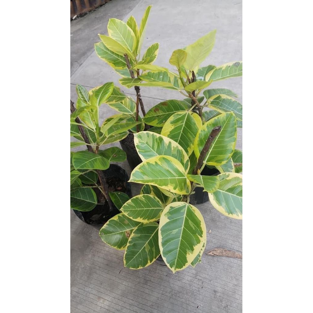 murah tanaman hias karet kebo varigata - bagus untuk hiasan rumah