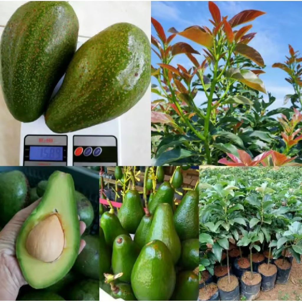 Bibit Alpukat Aligator Super