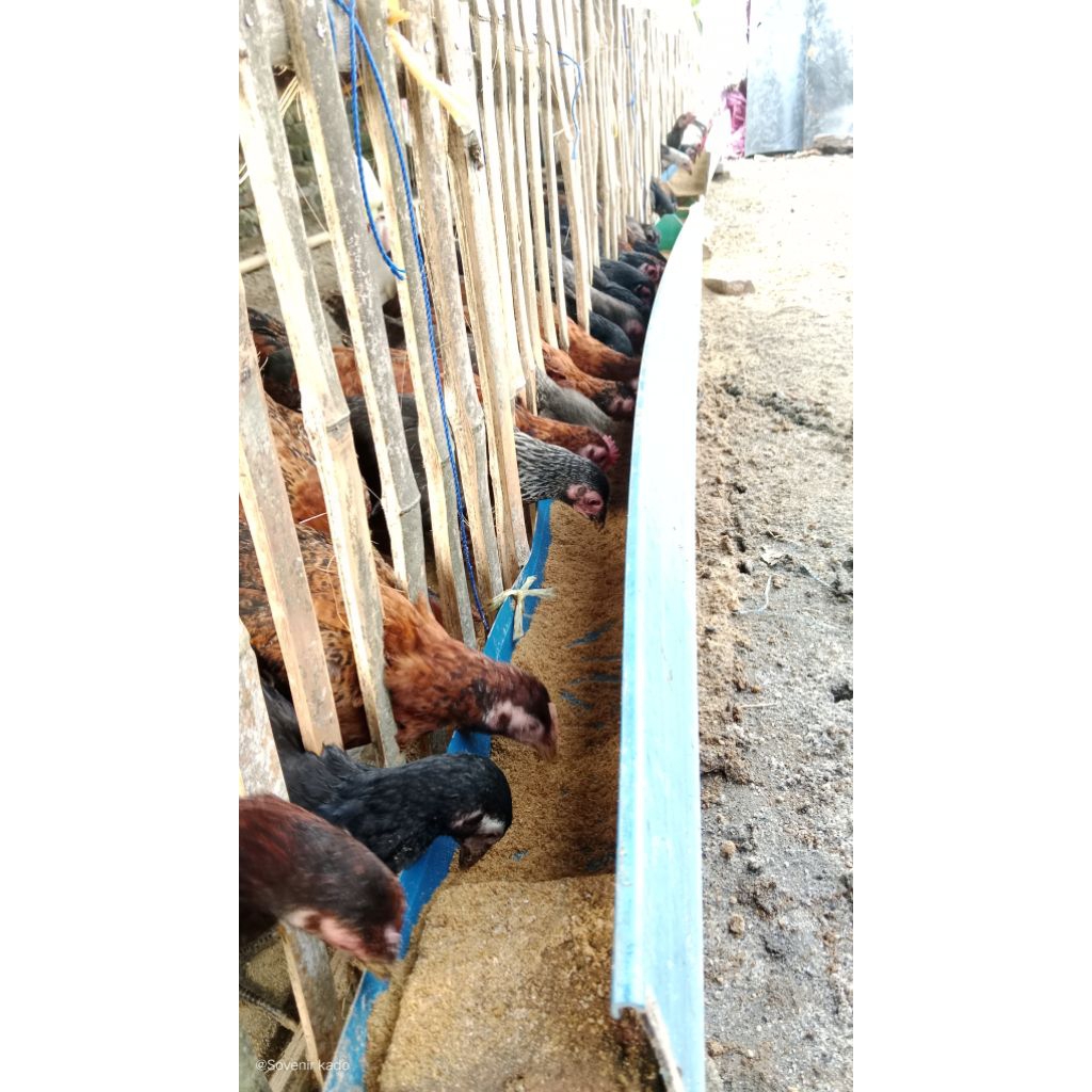 AYAM KUB PULET USIA -+5 BULAN SIAP BERTELUR #MEDAN