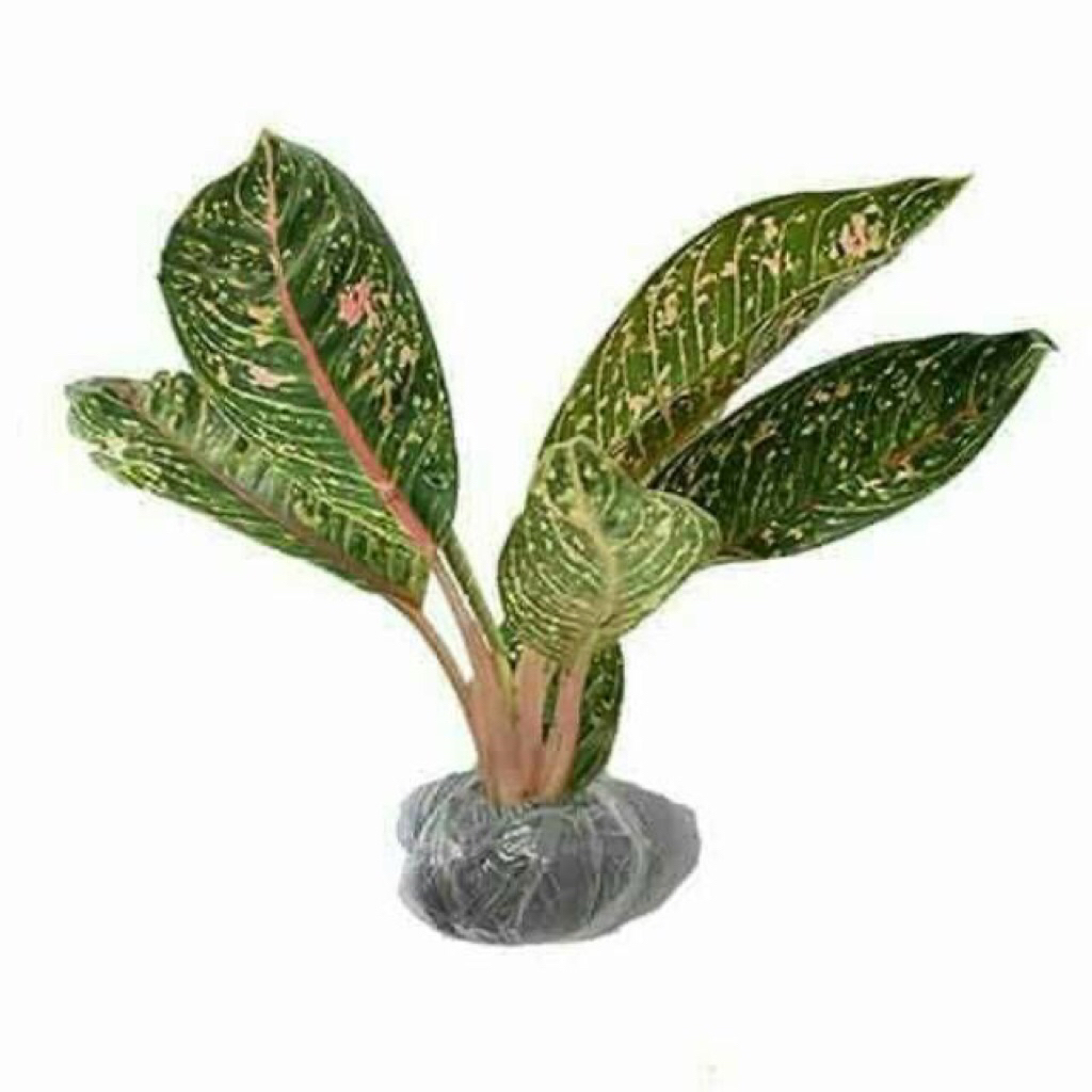 Tanaman Hias Aglonema Donacarmen / Tanaman aglonema donacarmen