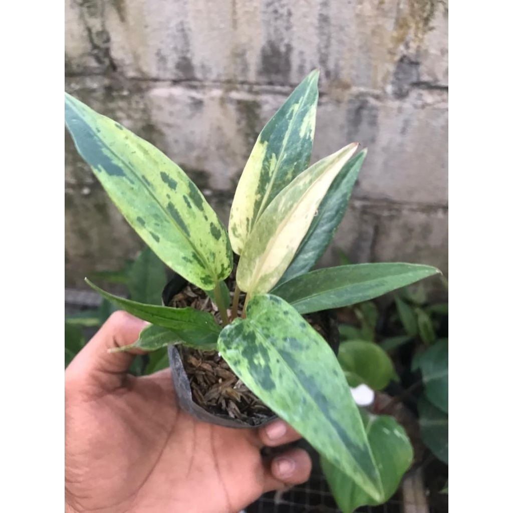 Anturium Hokeri Varigata/Tanaman Hias Hokeri Var