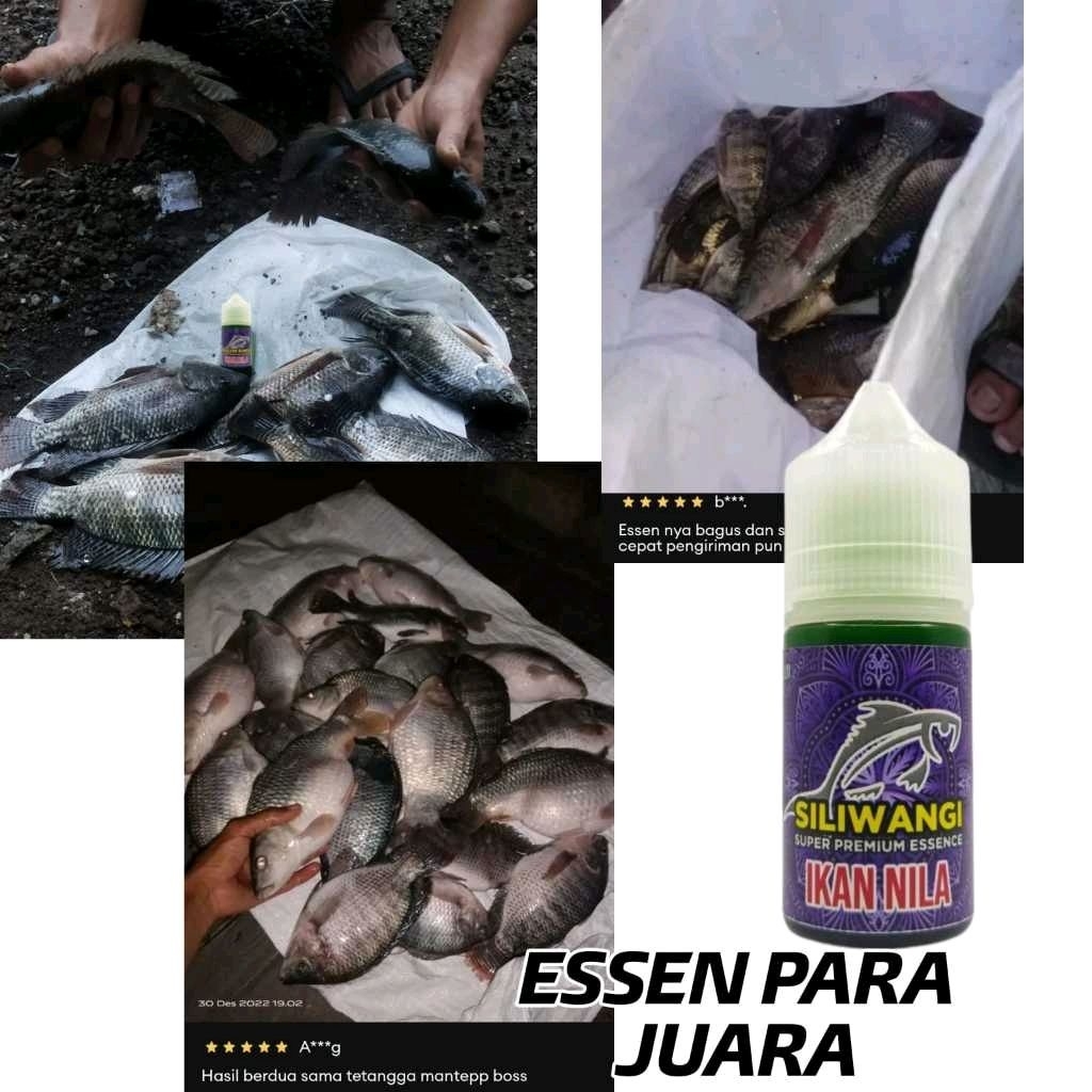 Essen Siliwangi Khusus Ikan Nila Harian Liar Media Umpan Lumut Paling Gacor, Essen Ikan Nila Liar Pa