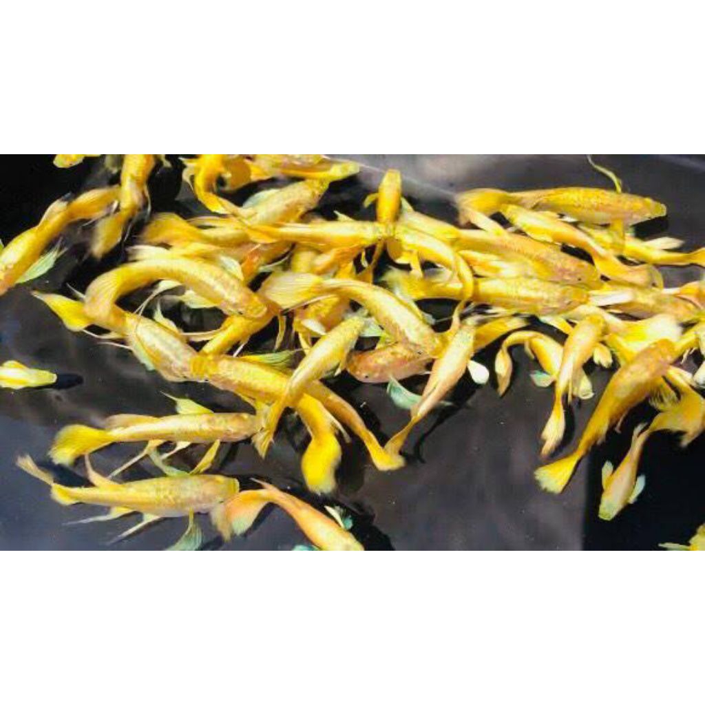 guppy platinum gold sepasang