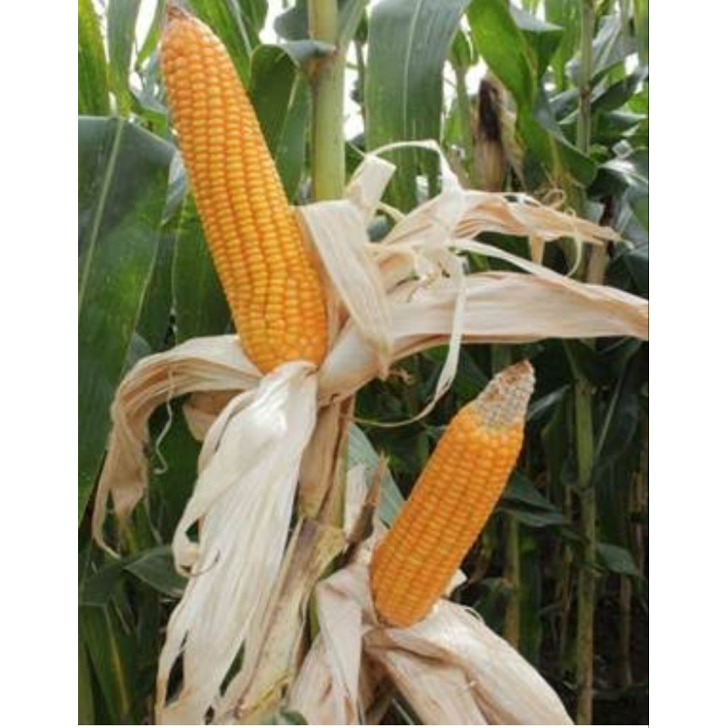 1 kg Benih/Biji Jagung Hibrida Bertongkol2 super