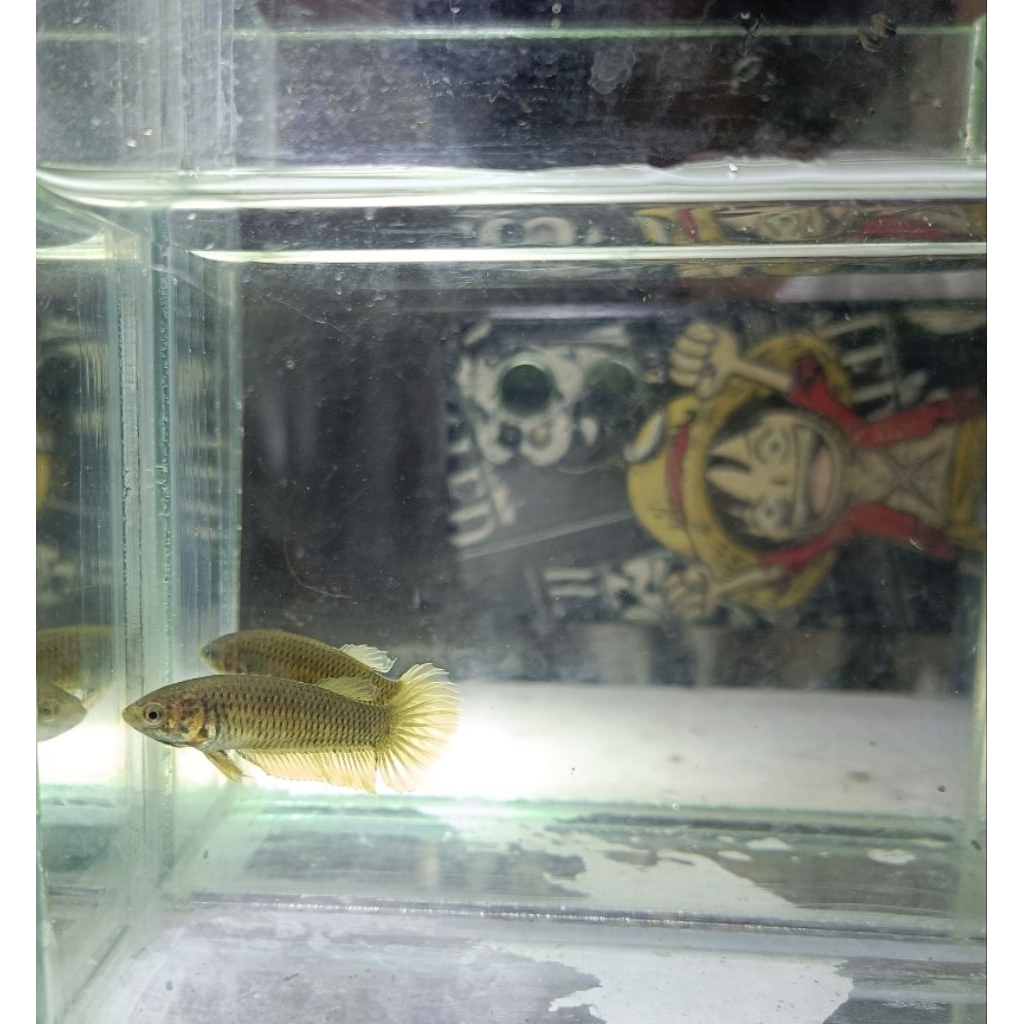 wild Betta imbelis female real pict