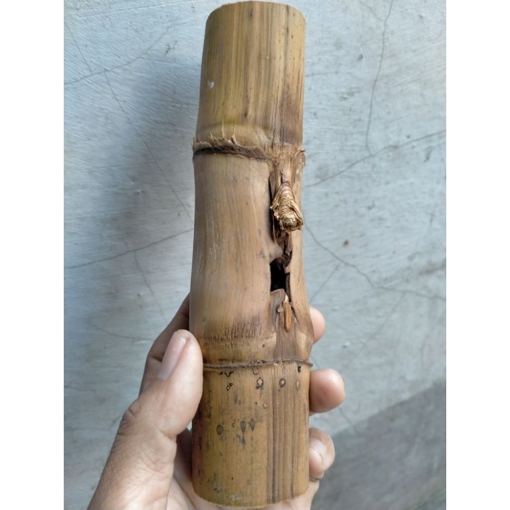 BAMBU UNIK PETUK JALU TUNAS BAWAH TIDAK TUMBUH RANTING (18 CM) APUS ISTIMEWA
