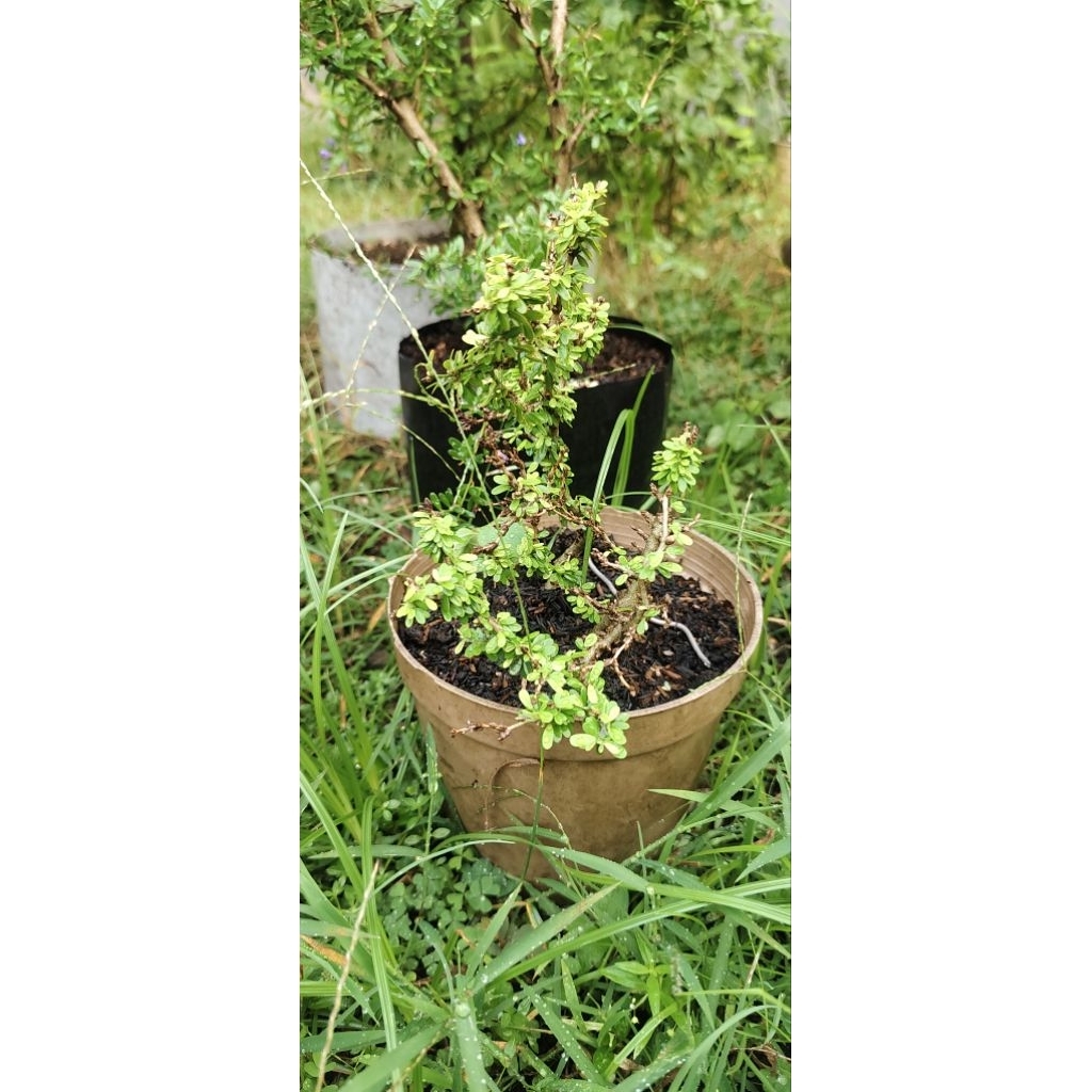 Saeng Simbur Thailand