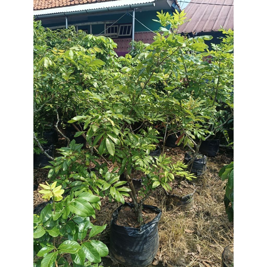 Bibit kelengkeng Diamond river uk besar berbuah/berbunga