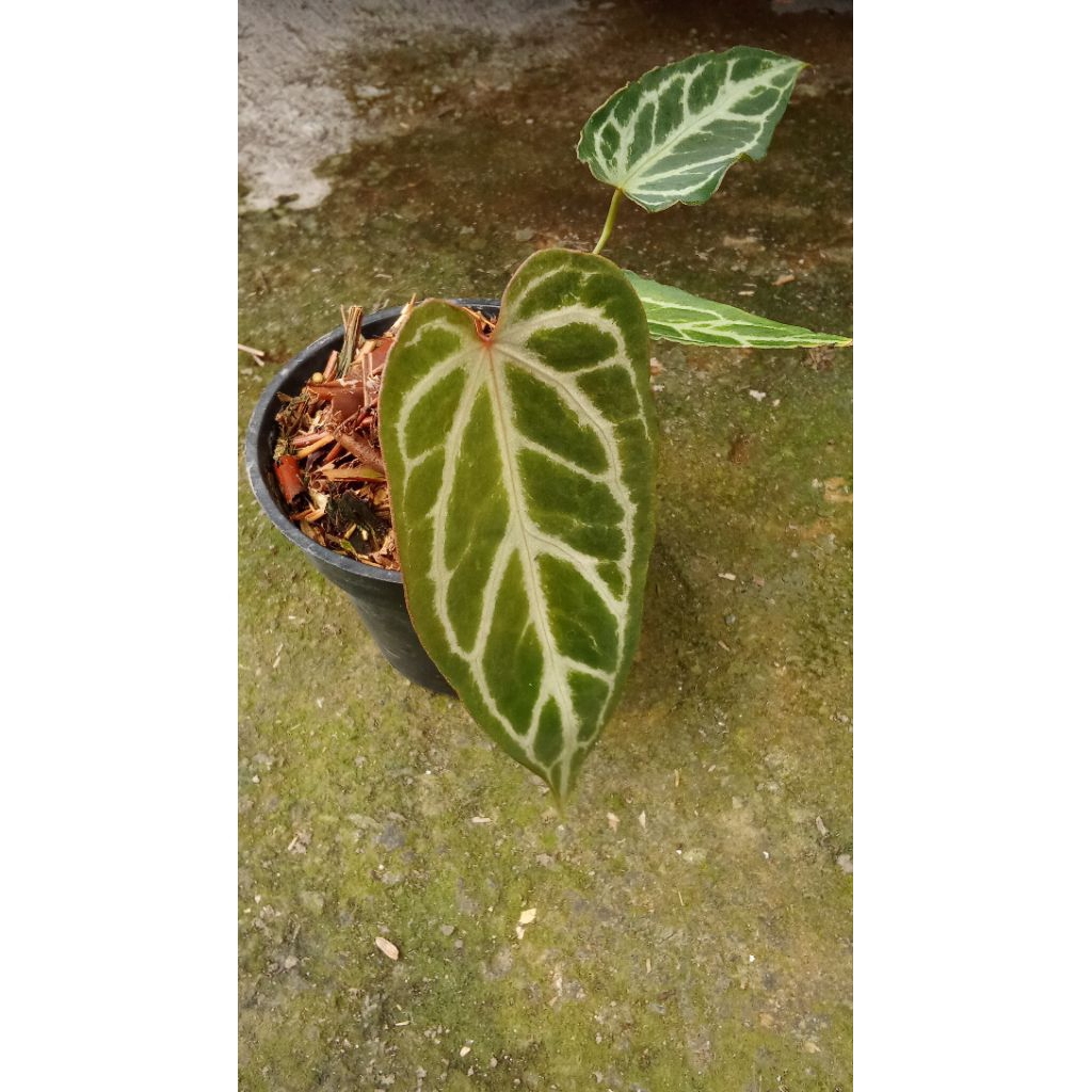 Anthurium Red Tiger mutasi