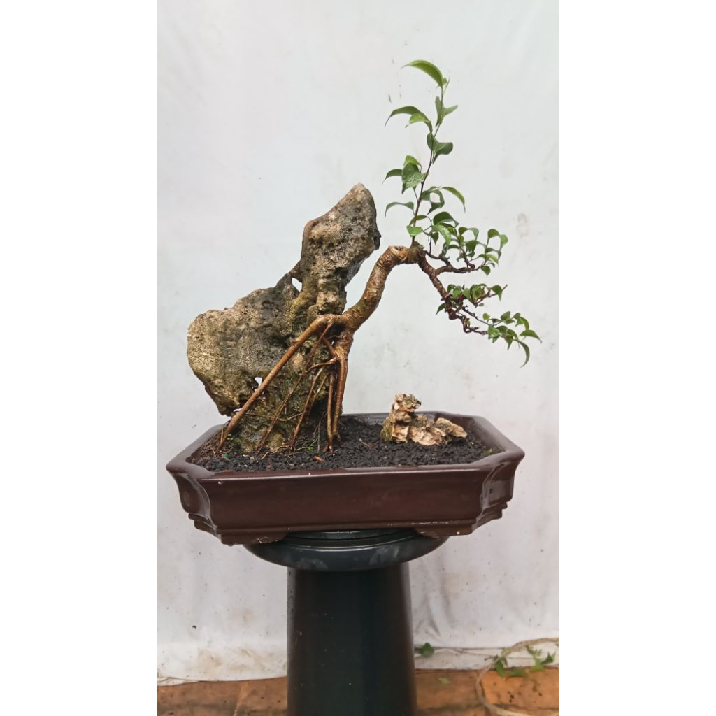 BONSAI POHON BERINGIN/FICUS BENJAMINA/BERINGIN LOKAL