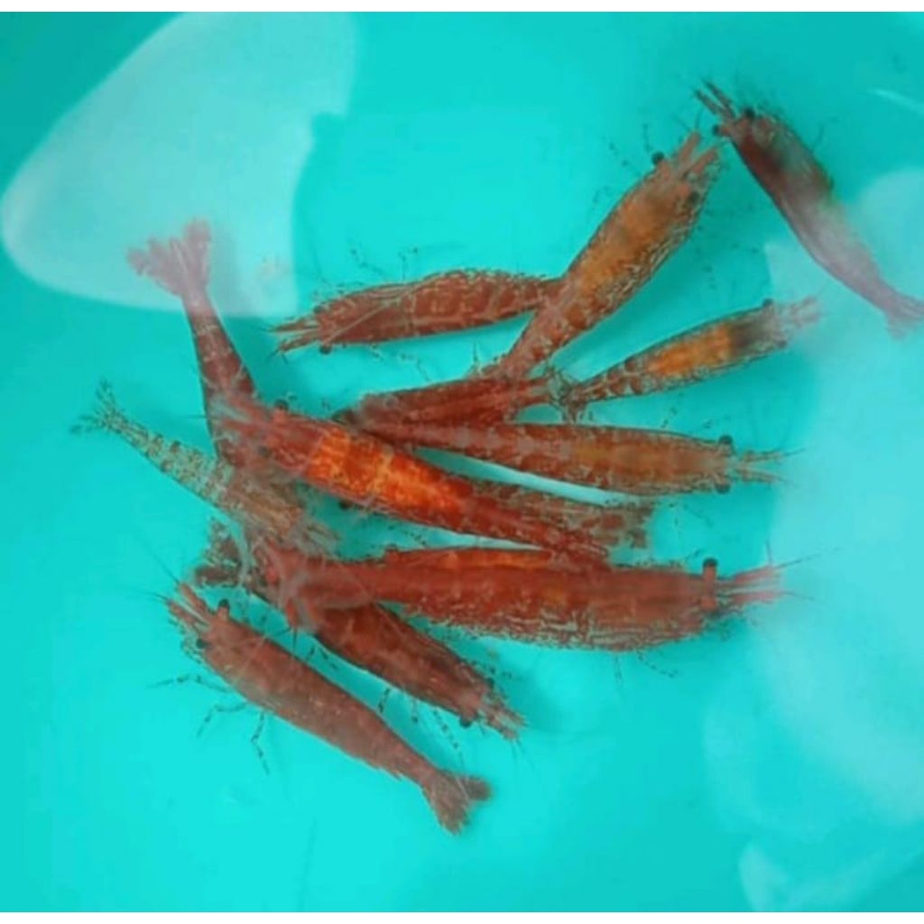 RCS. hiasan udang aquaschap isi 100