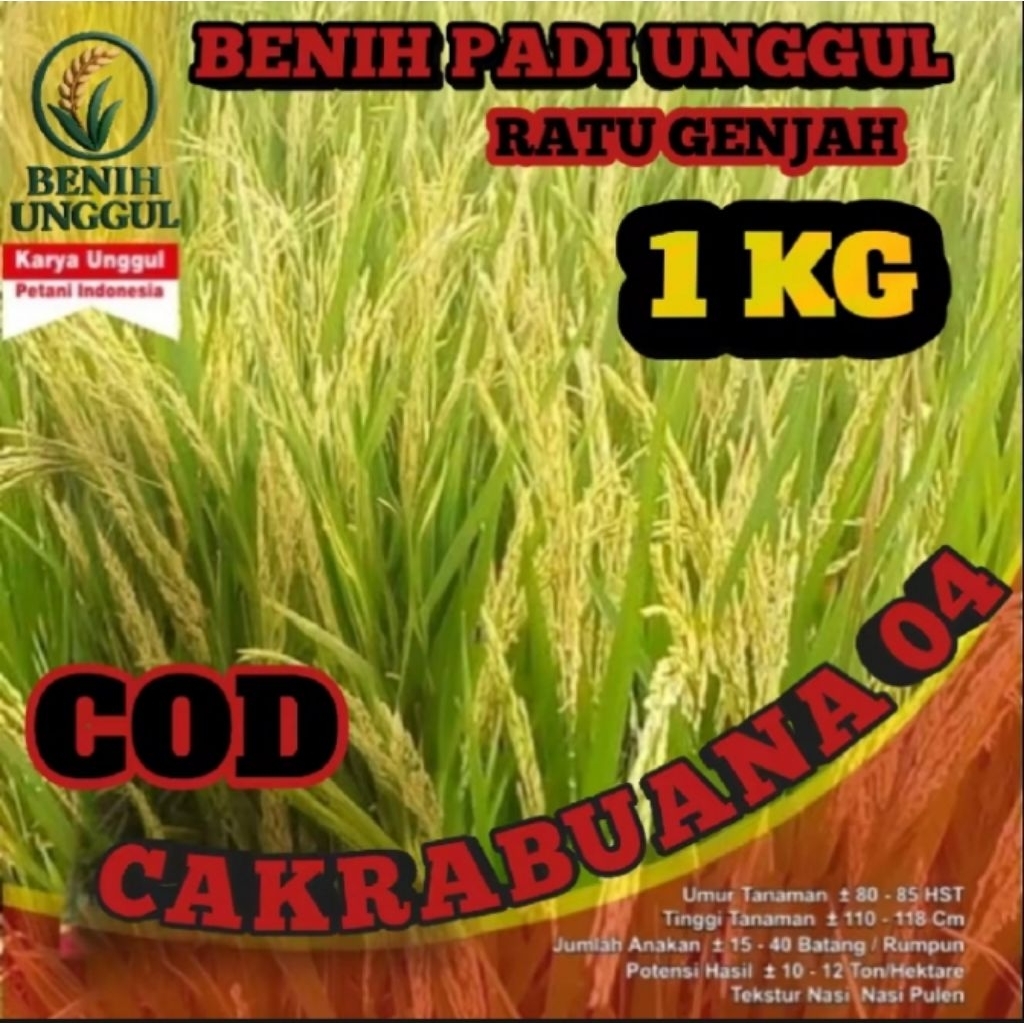 benih padi unggul cakrabuana 04.  1kg