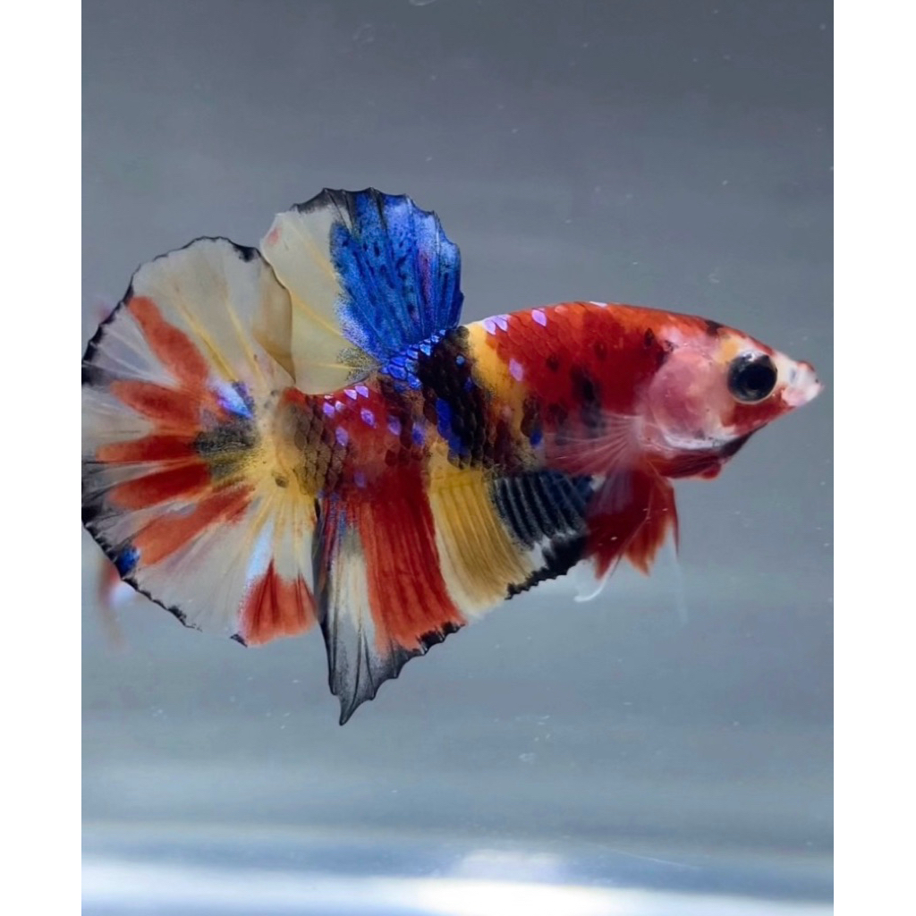 CUPANG MULTICOLOR