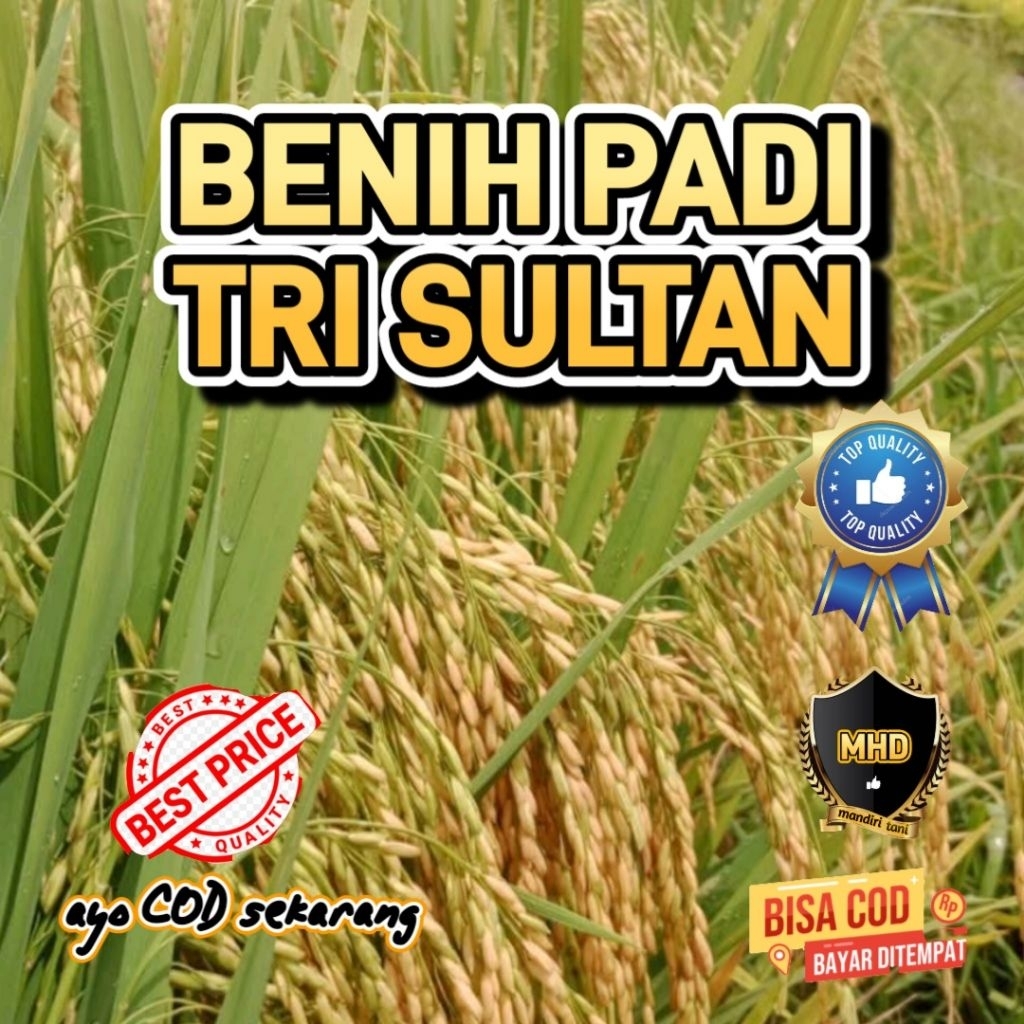 Benih Padi Unggul Trisultan Padi TRI SULTAN Tahan Blast 1kg