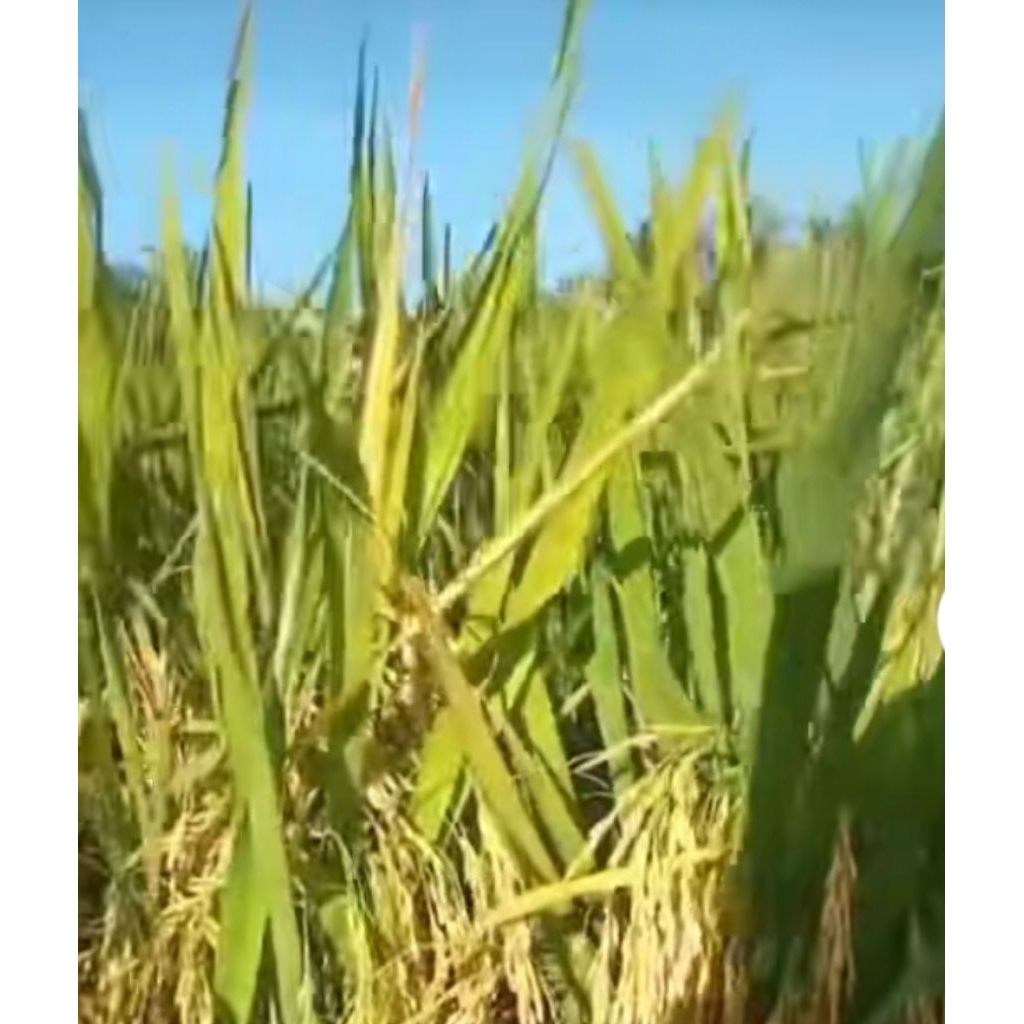 benih PADI CIHERANG SS 5kg