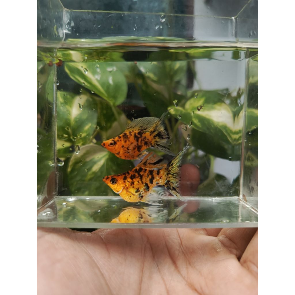 penjernih air akuarium | leopard