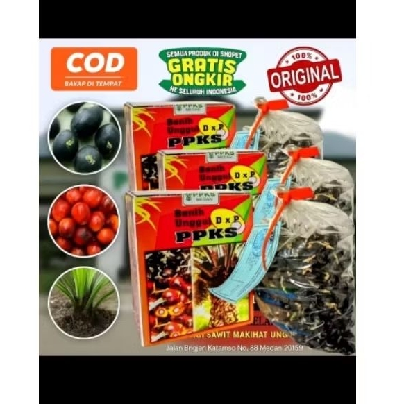 bibit kecambah sawit PPKS 540 unggul bersertifikat