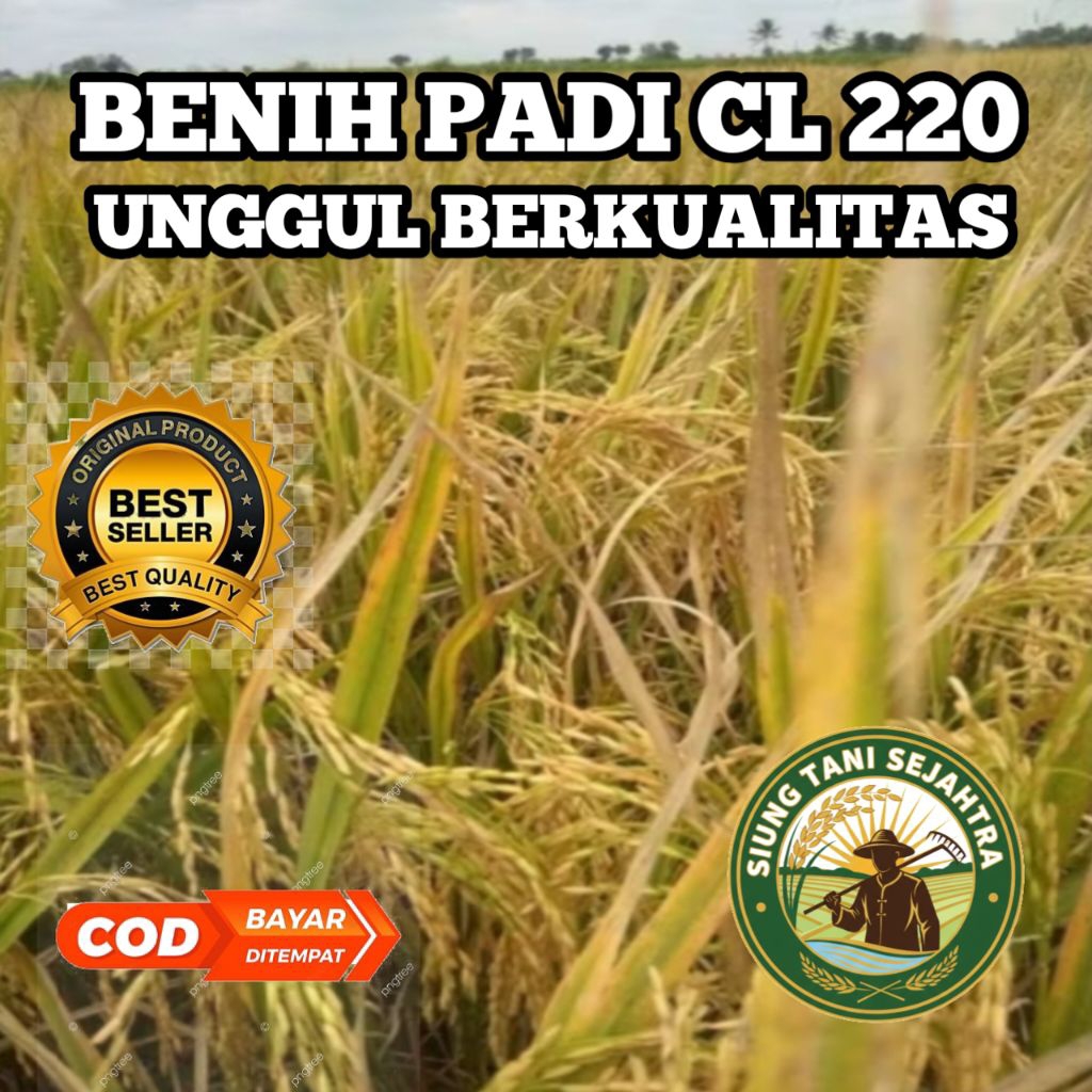 (1 KG) BENIH BIBIT PADI CL 220 UNGGUL BERKUALITAS