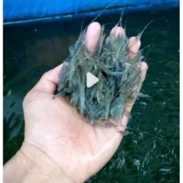udang hidup umpan predator dan umpan mancing
