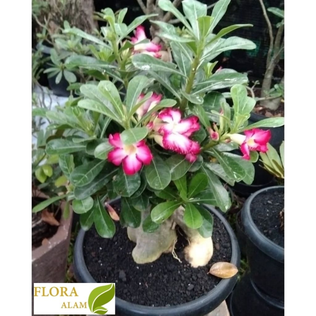 Tanaman Hias Kamboja Jepang Bunga Kamboja Jepang