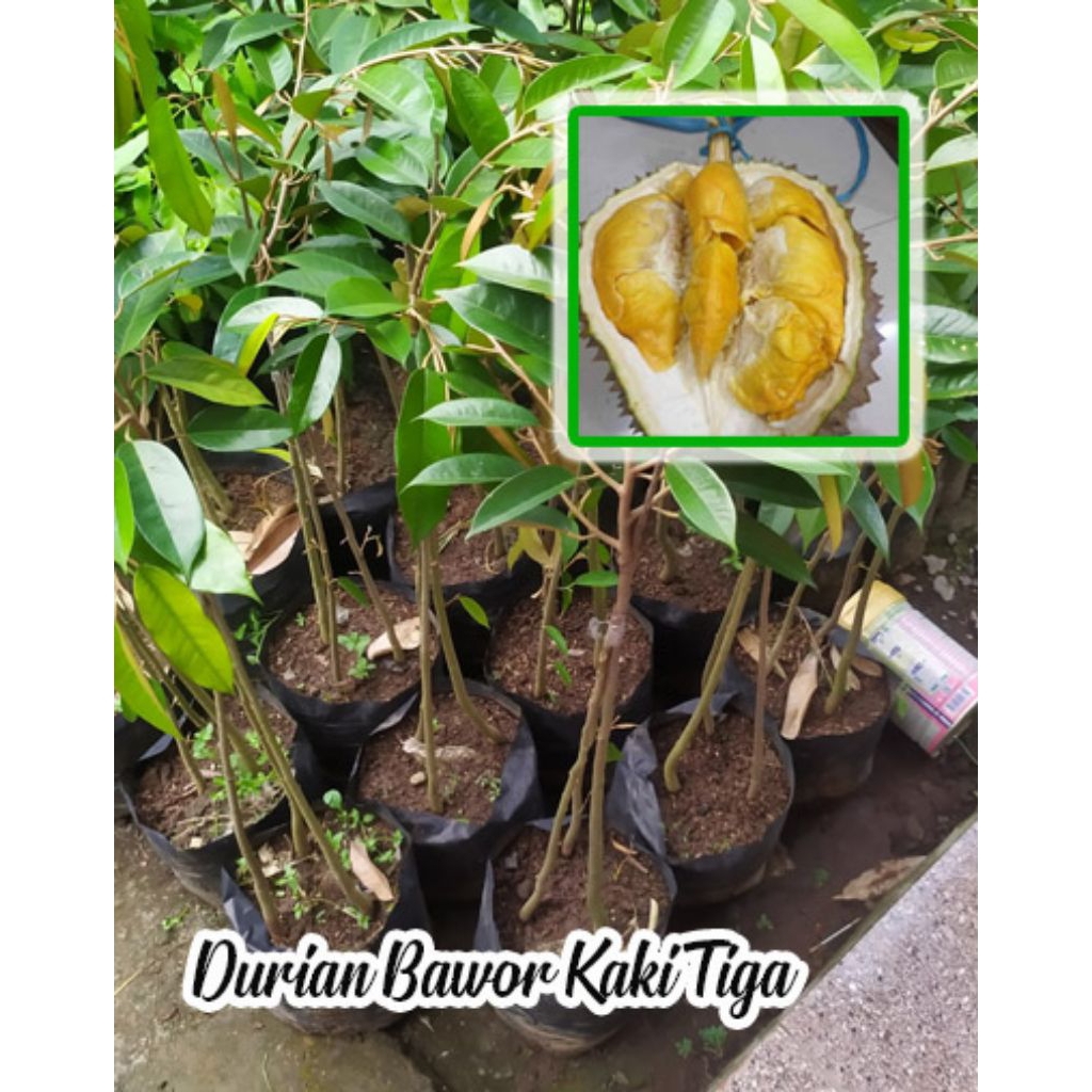 Bibit DURIAN BAWOR KAKI 3,,asli hasil okulasi...