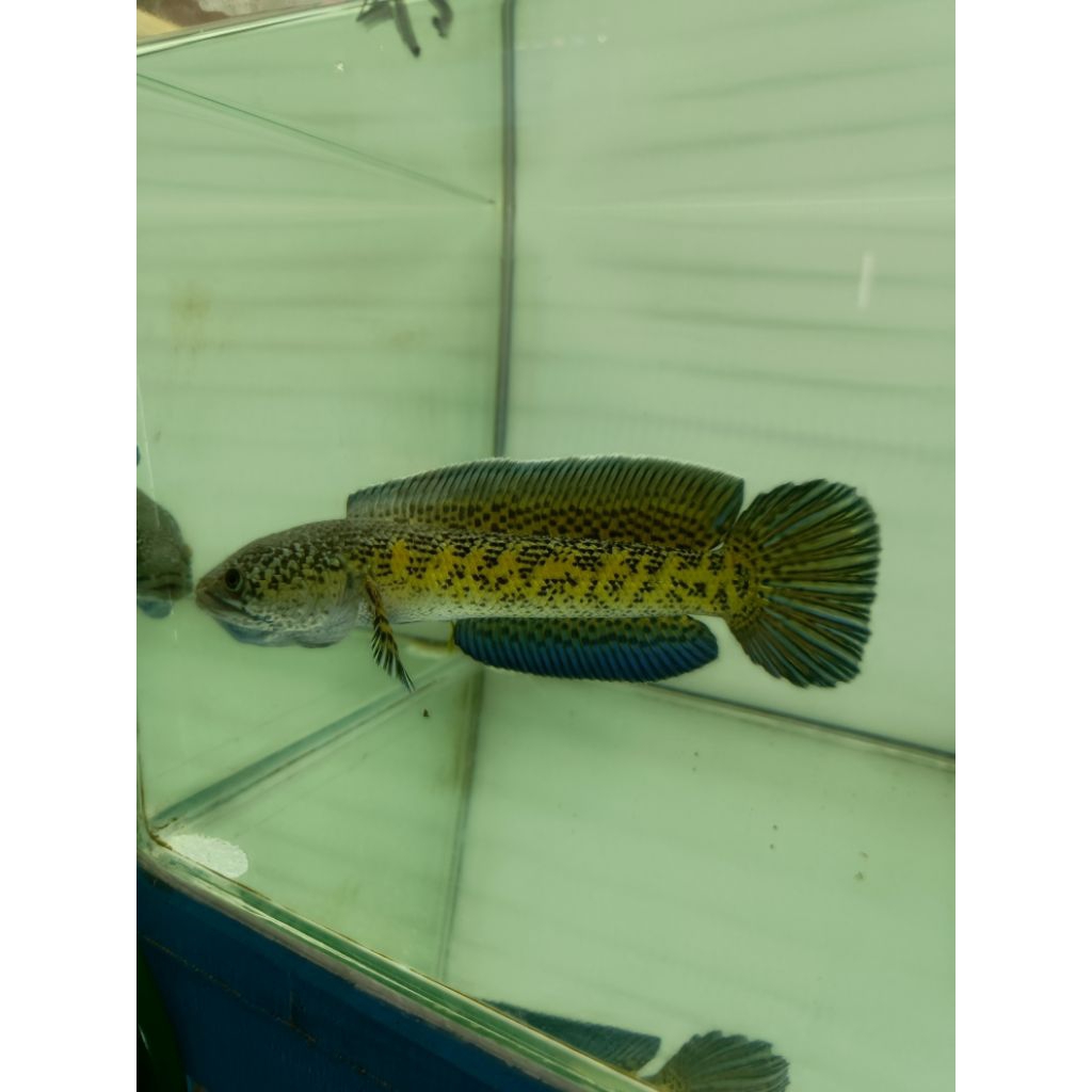 AURANTI 20 CM high fin